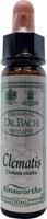 Ainsworths Clematis bach 10ml