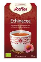 Yogi Thee Echinacea