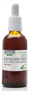 Soria Grosellero Negro Ribes Nigrum XXI Druppels