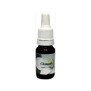 Star Remedies Clematis madame le coultre 10 ml