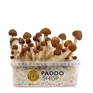 McSmart Mexican Paddo Growkit 250 cc (Small)