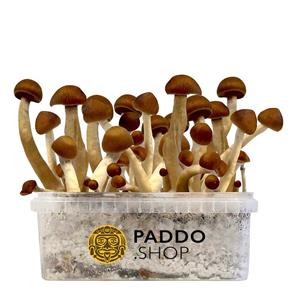 Thai Paddo Growkit 250 cc (Small)