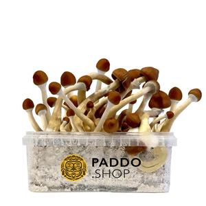 McSmart Ecuadorian Paddo Growkit 250 cc (Small)