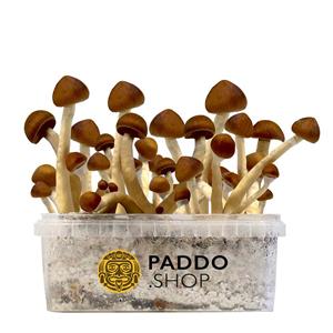 Colombian Paddo Growkit 250 cc (Small)