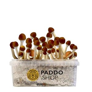 McSmart Cambodian Paddo’s Kweekset Medium (1200 cc)