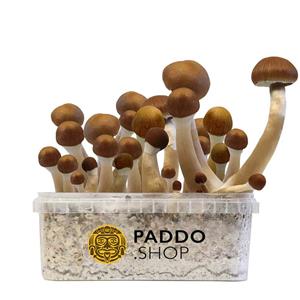 McKennaii Paddo Growkit 250 cc (Small)