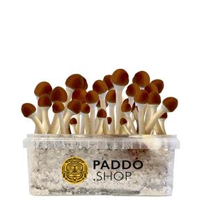 McSmart Golden Teacher Paddo Growkit 2100 cc (Large)