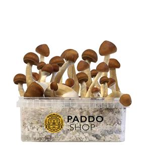 McSmart B+ Paddo's Kweekset Medium (1200 cc)