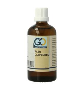 GO Acer campestris BIO