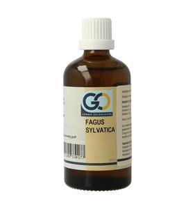GO Fagus sylvatica BIO