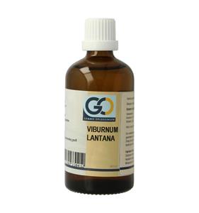 GO Viburnum lantana BIO