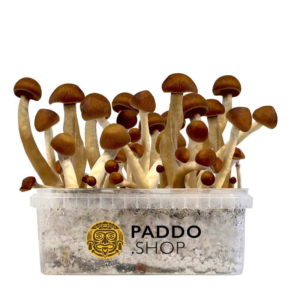 McSmart Thai Paddo Growkit 1200 cc (Medium)