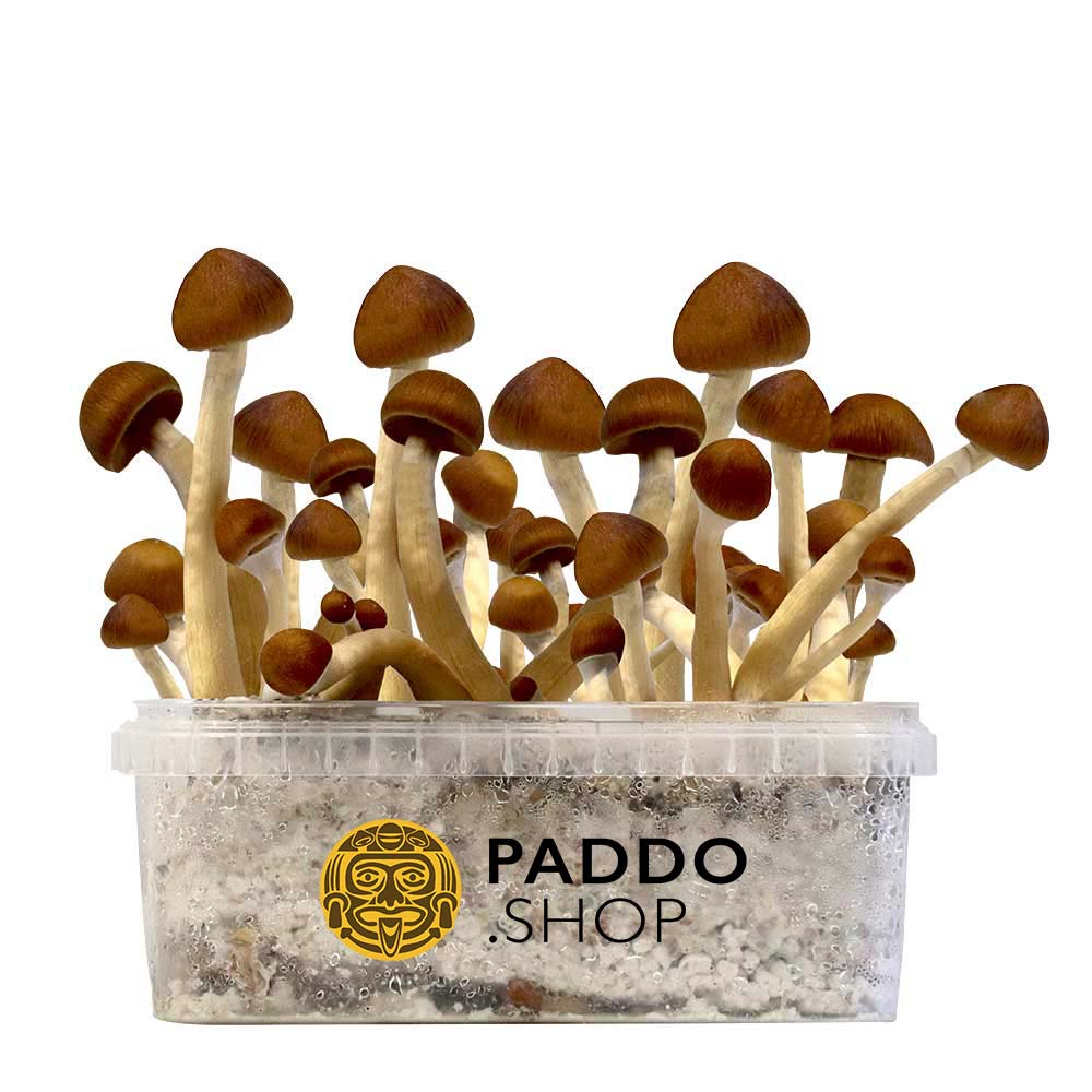 McSmart Colombian Paddo Growkit 1200 cc (Medium)