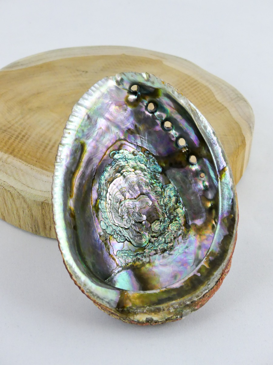 LalaShops Abalone Schelp Groot - Palo santo hout of salie brander - Topkwaliteit - ca 14x11x3cm