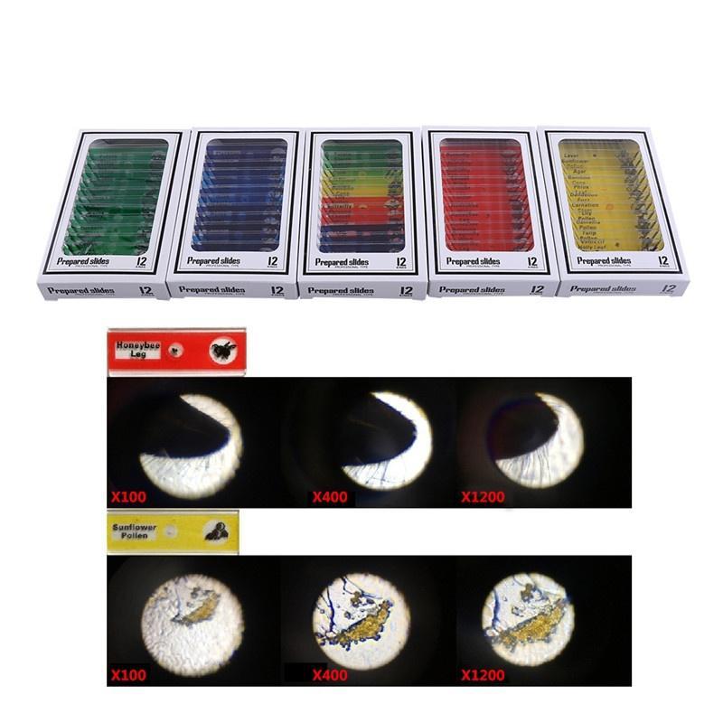 12pcs plastic geprepareerde microscoop dia's dieren insecten bloemen planten blauw