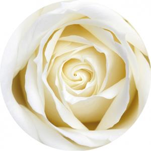 Bierviltjes witte roos 10 st
