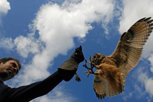 Belevenissen.nl Vliegworkshop met roofvogels en uilen