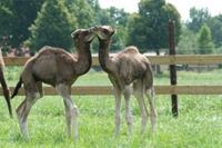 Belevenissen.nl Bezoek een kamelenmelkerij