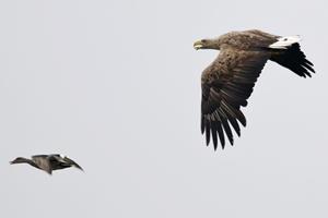 Belevenissen.nl Vogelexcursie in De Biesbosch