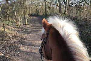 Belevenissen.nl Paardrijden in de duinen met lunch