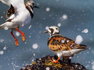 Nature's Gift Workshop vogelfotografie IJmuiden