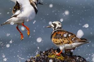 Belevenissen.nl Vogelfotografie Workshop Pier van IJmuiden
