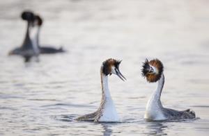 Belevenissen.nl Vogelfotografie Workshop Balts van de Fuut