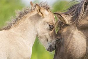 Belevenissen.nl Natuurfotografie Oostvaardersplassen