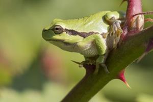 Belevenissen.nl Natuurfotografie workshop Amsterdamse Waterleidingduinen