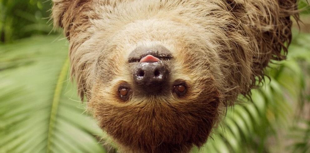 Travelcircus Zooparc Overloon incl. overnachting in een premium hotel