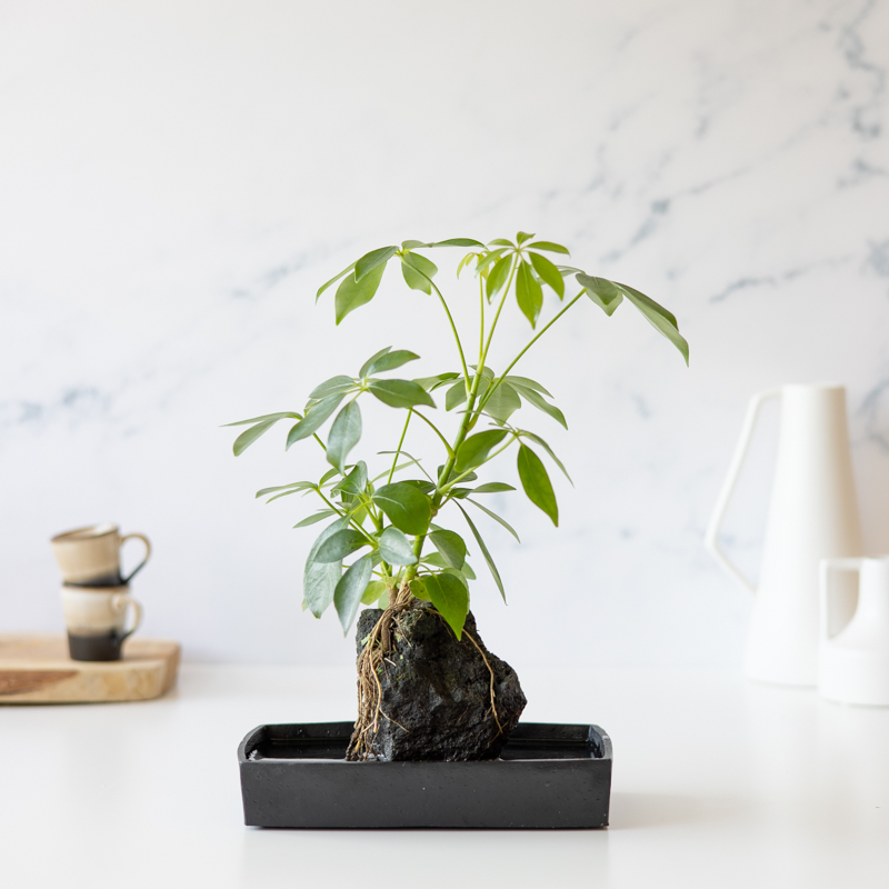 BloomPost Lavaplant | Unieke Lava plant | Hoogte 40cm | online planten per post versturen |  met aandacht voor de natuur