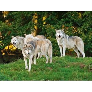 Placemat wolf 3d 40 cm