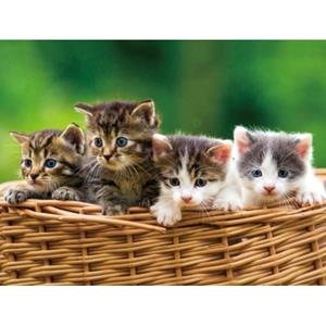 Placemat kittens 3d 40 cm