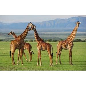 2x Placemat giraffe 3D 28 x 44 cm Multi