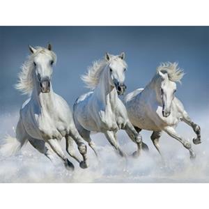 4x stuks placemats met paarden 3D print 30 x cm Multi