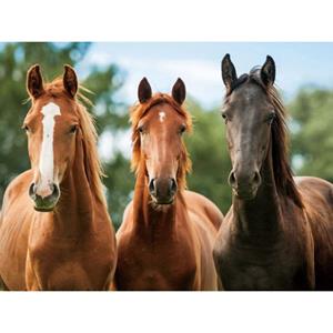 Set Van 4x Stuks Placemats Drie Paarden 3d 30 X 40 Cm - Knutsel Of Ontbijt/diner Onderleggers