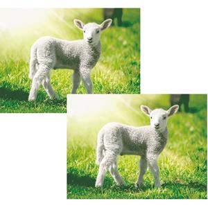 Merkloos Set van 2x stuks placemats schapen en lammetjes 3D 30 x cm -