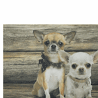 Gifts & More deurmat hout chihuahuas