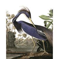 Louisiana Heron behangpaneel