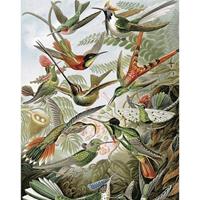 Exotic Birds Behangpaneel