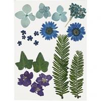 Creativ Company Dried Flowers and Leaves Blue 19 pcs.