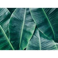 A.S. CREATIONS A.s.creations - DD118560 BananaLeaves1 Designwalls fototapete natur palmen dschungel 255 x 350 cm (4 Teile) Fototapeten Online-Shop - Grün