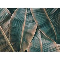 A.S. CREATIONS A.s.creations - DD118562 BananaLeaves2 Designwalls fototapete natur palmen dschungel 255 x 350 cm (4 Teile) Fototapeten online entdecken - Braun, Grün