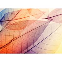 A.S. CREATIONS A.s.creations - DD118586 LimpidLeaf1 Designwalls fototapete natur wald 255 x 350 cm (4 Teile) Online Fototapeten bestellen - Orange / Terrakotta,