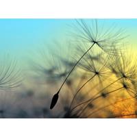 A.S. CREATIONS A.s.creations - DD118590 FlyingDandelion1 Designwalls fototapete blumen natur pusteblume 255 x 350 cm (4 Teile) Fototapeten online entdecken - Blau,