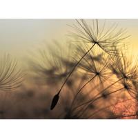A.S. CREATIONS A.s.creations - DD118592 FlyingDandelion2 Designwalls fototapete blumen natur pusteblume 255 x 350 cm (4 Teile) Fototapeten Online-Shop - Gelb,