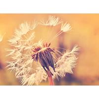 A.S. CREATIONS DD118594 Dandelion1 Designwalls fototapete blumen natur pusteblume 255 x 350 cm (4 Teile) Fototapeten Online-Shop - Orange / Terrakotta, Weiß