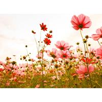 A.S. CREATIONS A.s.creations - DD118598 FlowerMeadow1 Designwalls fototapete blumen natur mohnblumen 255 x 350 cm (4 Teile) Fototapeten online entdecken - Grün,