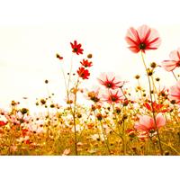 A.S. CREATIONS A.s.creations - DD118600 FlowerMeadow2 Designwalls fototapete blumen natur mohnblumen 255 x 350 cm (4 Teile) Online Fototapeten bestellen - Grün,