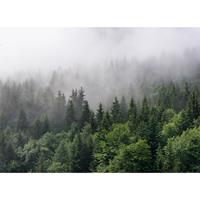 A.S. CREATIONS A.s.creations - DD118602 FoggyFirTrees Designwalls fototapete wald landschaft baum 255 x 350 cm (4 Teile) Fototapeten online entdecken - Grün, Weiß